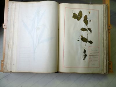 Archives départementales de la Haute-Loire. Herbier Chanal (285 J). Lathyrus sylvestris (gesse sauvage).